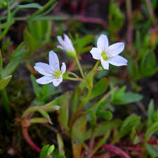 Image result for Montia