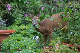 Maybe you would like to learn more about one of these? The Elusive Deer Proof Garden The New York Times