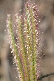 Image result for Chloris pilosa