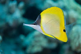 In contrast to some other species of fish, blue tangs do not normally swim in schools and are more often found in pairs along the coral reefs. Finding Nemo And His Friends Aquaviews