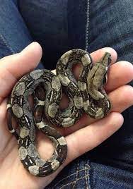 Baby Boa Constrictor 9gag