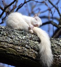 Pin By Stefania Dami On Squirrely Little Squirrels Cute Animals Albino Animals Animals