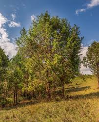 Image result for Juniperus procera