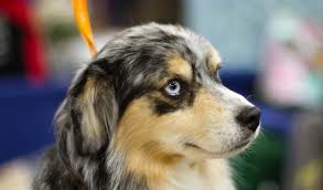 The breed is often trained for dog sports such as herding, agility, obedience, canine freestyle, flyball, and others. Miniature American Shepherd Dog Breed Information