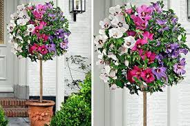 Hibiscus Flower Amazon Uk Hibiscus Hibiscus Tree Tree Lily Hibiscus Flower Drawing