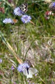 Image result for Cyphia mazoensis