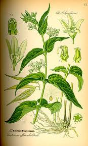 Image result for Vincetoxicum apiculatum