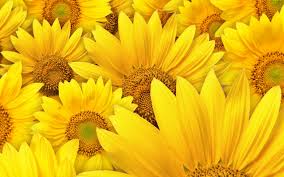 Download 30 Hd Yellow Wallpapers
