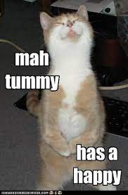 Haha Now That S Just Hilarious Funny Cat Photos Funny Cats Funny Animal Pictures