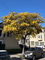 Image result for Acacia