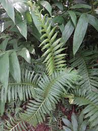 Image result for Blechnaceae