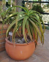 Image result for Aloe spicata