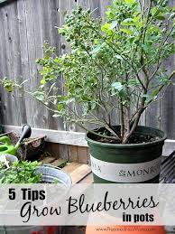 5 Tips To Grow Blueberries In Pots Plants Growing Blueberries Blueberry Plant
