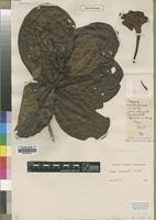 Image result for Gardenia imperialis