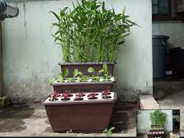 Hidroponik adalah cara modern dan menarik untuk menanam tanaman. Baja Hidroponik Buatan Sendiri Malaysian Today
