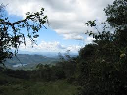 Image result for Bersama swynnertonii