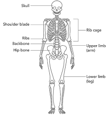 Ligaments hold the bones calcaneus together at the joints. Revision Notes For Science Chapter 8 Body Movements Class 6th Askiitians