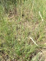 Image result for Coelorachis