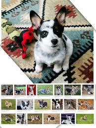 Check spelling or type a new query. Cowboy Corgi Puppies Information Pets Care Box