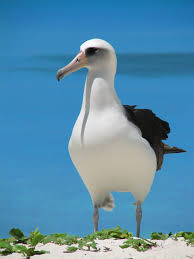 Laysan albatross | Friends of Midway Atoll