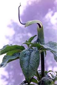 Image result for Arisaema
