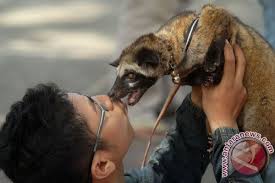 Maybe you would like to learn more about one of these? Mau Pelihara Musang Dan Mencari Jenis Musang Yang Paling Jinak Lihat Dulu Ulasan Berikut Ini Nama Nama Hewan