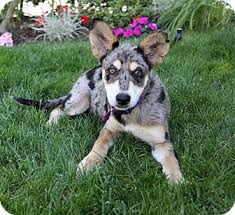 We provide advertising for dog breeders, puppy sellers, and other pet lovers offering dogs and puppies for sale. Australian Cattle Dog Husky Mix Puppies Off 67 Www Usushimd Com