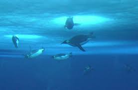 On average, a platypus will hold its breath and stay underwater for one to two minutes, but they can stay underwater for eight to ten minutes if left undisturbed. How Do Penguins Stay Warm And Other Adaptions To Their Environment