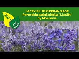 Image result for Perovskia atriplicifolia lacey blue photo