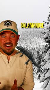 La salamandre gelée qui défie le froid en Sibérie