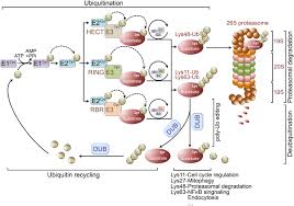Search for exact phrases can be carried out using single quotes (e.g., 'nucleotide excision repair complex'). Frontiers Dysregulation Of Ubiquitin Proteasome System In Neurodegenerative Diseases Frontiers In Aging Neuroscience