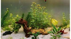Comment changer le substrat de mon aquarium? Plantes Dans Le Sable Sans Substrat