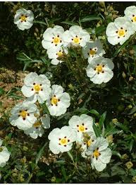 Cistus Ladanifer Gets Large Correct Placement In Garden Is Important Plants Garden Shrubs Small Garden Shrubs