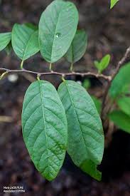 Image result for Annona squamosa