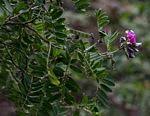 Image result for Tephrosia acaciifolia