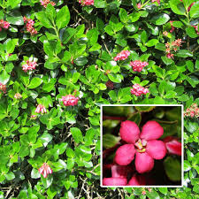 The longer i garden, and the lower maintenance i want my garden to be, the more flowering shrubs i plant. Escallonia Newport Dwarf Garden Express