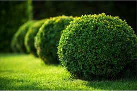 Check spelling or type a new query. Tree Shrub Care Premier Lawn And Tree