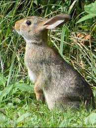 # to 4 litters per year is a good number. Kids And Pets Touching Wild Rabbits Can Be Deadly Wics