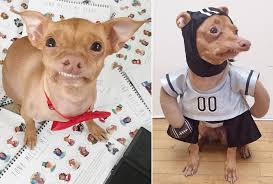 Share the best gifs now >>>. Tuna The Chiweenie Online