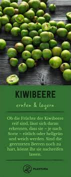 Mini Kiwi Herkunft Anbau Der Kiwibeere Plantura In 2020 Kiwi Kiwi Pflanzen Beeren
