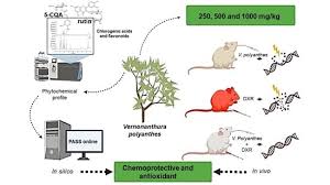 Image result for Vernonanthura polyanthes
