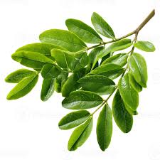 Image result for Senna siamea