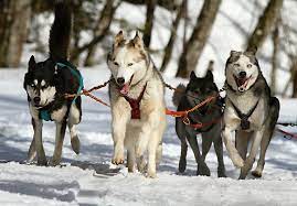 How To Become Your Dog's Pack Leader – Dog Training Me