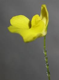 Image result for Utricularia baoulensis