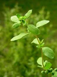 La Marjolaine Origanum Majorana L Alliee Du Sommeil Et Contre Les Intestins Contractes App Plantes Sauvages Comestibles Plantes Comestibles Plantes Sauvages