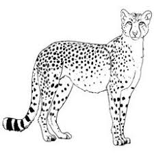 Maybe you would like to learn more about one of these? 25 Best Cheetah Coloring Pages For Your Little Ones Cheetah Pictures Cheetah Drawing Animal Coloring Pages