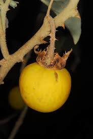 Image result for Solanum campylacanthum 'incanum type'