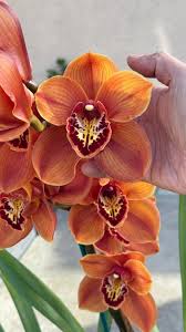 Image result for Cycnium jamesii