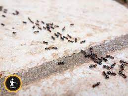 beestjes en ongedierte in de badkamer