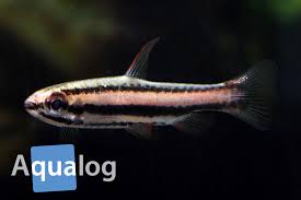 Nannostomus mortenthaleri paepke & arendt, 2001. Geschlechtsunterschiede Bei Nannostomus Mortenthaleri Aqualog De